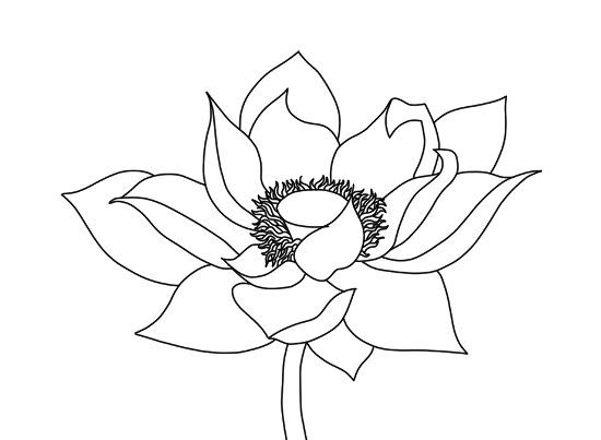 lotus flower coloring