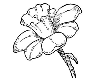 flower drawing 