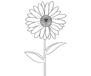 daisy flower drawings