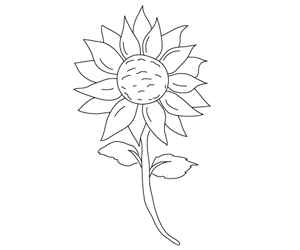 sunflower drawings